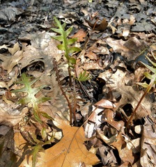 Woodwardia areolata