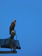 Buteo jamaicensis