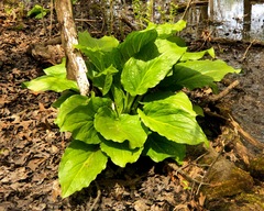 Symplocarpus foetidus