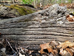 Xylobolus frustulatus