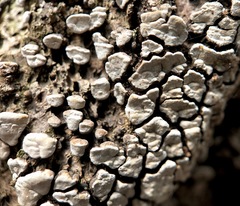 Xylobolus frustulatus