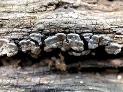 Xylobolus frustulatus