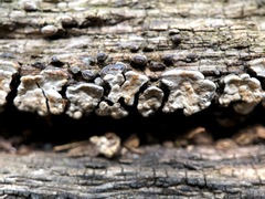 Xylobolus frustulatus