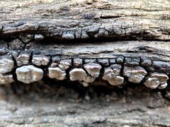 Xylobolus frustulatus