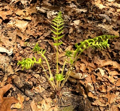 Amauropelta noveboracensis