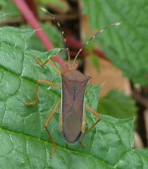 Anasa varicornis
