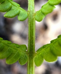 Amauropelta noveboracensis