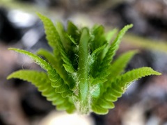 Amauropelta noveboracensis
