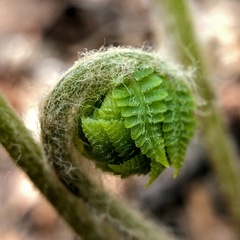 Amauropelta noveboracensis