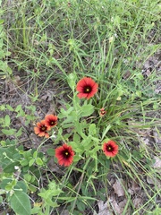 Gaillardia amblyodon