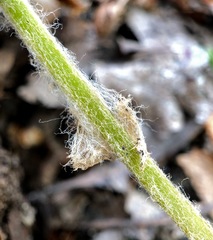 Amauropelta noveboracensis
