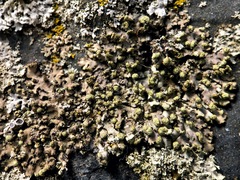 Phaeophyscia pusilloides