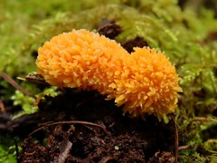 Tubifera ferruginosa acutissima