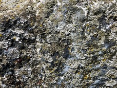 Phaeophyscia pusilloides