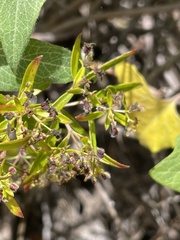Galium catalinense acrispum