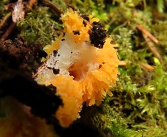 Tubifera ferruginosa acutissima