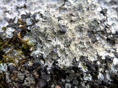 Trapelia placodioides