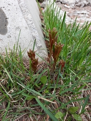 Chamaenerion angustifolium