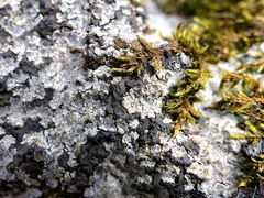 Trapelia placodioides