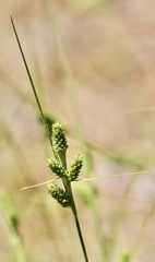 Carex complanata