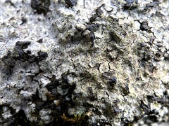 Trapelia placodioides