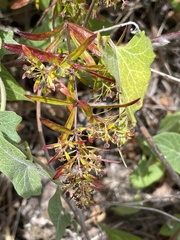 Galium catalinense acrispum