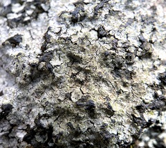 Trapelia placodioides