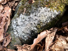 Trapelia placodioides