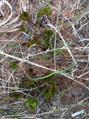 Ligusticum scothicum