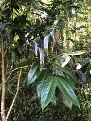 Phaleria clerodendron