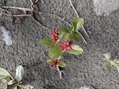 Salix setchelliana
