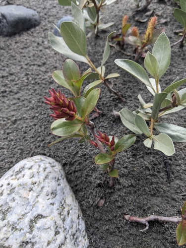 Image of Salix setchelliana by (c) Alexandria 'Alex' Wenninger, some rights reserved (CC BY)