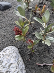 Salix setchelliana