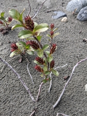 Salix setchelliana