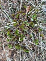 Ligusticum scothicum