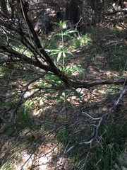 Lilium washingtonianum