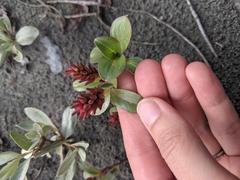 Salix setchelliana