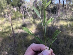 Acacia neriifolia