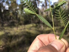 Acacia neriifolia