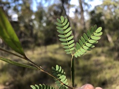 Acacia neriifolia