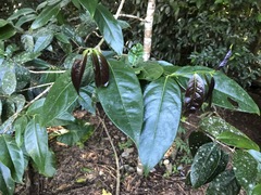 Phaleria clerodendron