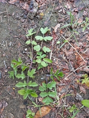 Heracleum sphondylium sibiricum