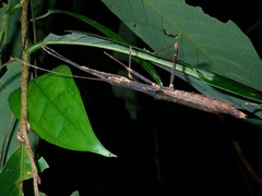 Asceles margaritatus