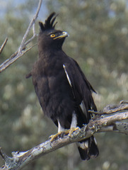 Long-Crested Eagle photo 2