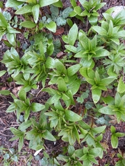 Fritillaria camschatcensis