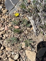 Potentilla multifida