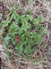 Geranium erianthum