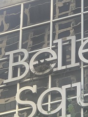 Corvus brachyrhynchos