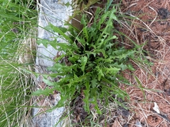 Taraxacum ceratophorum