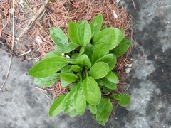 Plantago depressa